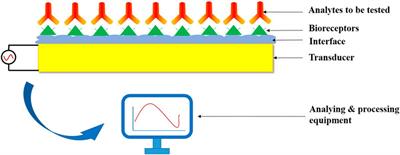 Materials and Methods of Biosensor Interfaces With Stability